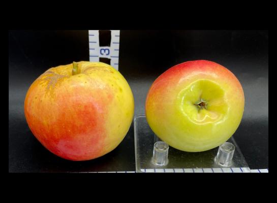 Apple Index - 